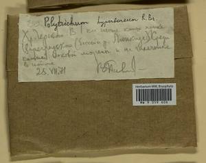 Polytrichum hyperboreum R. Br., Гербарий мохообразных, Мхи - Якутия (B19) (Россия)