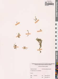 Ряска турионообразующая Landolt, Сибирь, Чукотка и Камчатка (S7) (Россия)