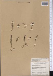Хвостник обыкновенный, Водяная сосенка L., Америка (AMER) (Канада)