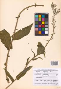 Латук дубравный L., Восточная Европа, Центральный лесостепной район (E6) (Россия)