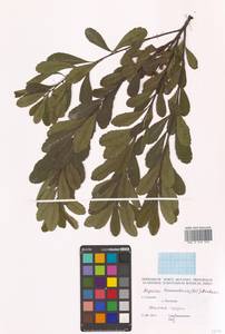 Восковник войлочный (C.DC.) A.E.Murray, Сибирь, Дальний Восток (S6) (Россия)