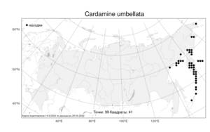 Cardamine umbellata, Сердечник зонтичный Greene, Атлас флоры России (FLORUS) (Россия)