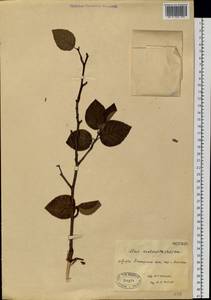 Ольховник вырезанный, Ольха вырезанная (Regel) Raus, Сибирь, Чукотка и Камчатка (S7) (Россия)