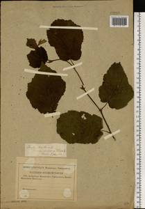 Орешник обыкновенный, Лещина обыкновенная L., Восточная Европа, Северо-Западный район (E2) (Россия)