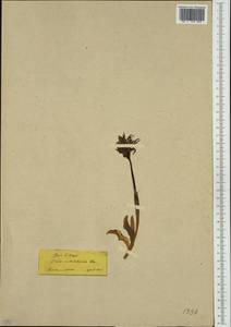 Orchis italica Poir. , nom. cons. prop., Западная Европа (EUR) (Греция)