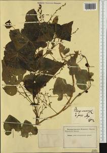 Диоскорея обыкновенная, Тамус обыкновенный (L.) Caddick & Wilkin, Западная Европа (EUR) (Неизвестно)