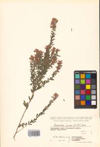 Леспедеца ситниковая (L.f.) Pers., Сибирь, Дальний Восток (S6) (Россия)