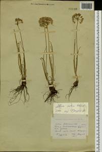 Лук красноватый Schrad. ex Willd., Сибирь, Западный (Казахстанский) Алтай (S2a) (Казахстан)