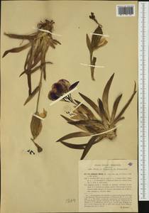 Iris lutescens Lam., Западная Европа (EUR) (Италия)