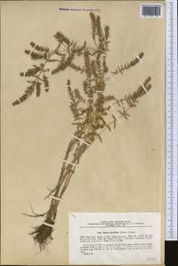 Rotala densiflora (Roem. & Schult.) Koehne, Средняя Азия и Казахстан, Сырдарьинские пустыни и Кызылкумы (M7) (Узбекистан)