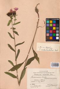 Centaurea phrygia subsp. melanocalathia (Borbás) Dostál, Восточная Европа, Западно-Украинский район (E13) (Украина)