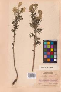 Aconitum anthora subsp. anthora, Средняя Азия и Казахстан, Прикаспийский Устюрт и Северное Приаралье (M8) (Казахстан)