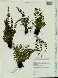 Woodsia taishanensis F. Z. Li & C. K. Ni, Сибирь, Дальний Восток (S6) (Россия)