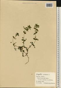 Lysimachia arvensis subsp. arvensis, Восточная Европа, Центральный район (E4) (Россия)