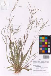 Росичка обыкновенная (Schreb.) Muhl., Восточная Европа, Центральный район (E4) (Россия)