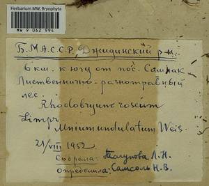 Plagiomnium undulatum (Hedw.) T.J. Kop., Гербарий мохообразных, Мхи - Прибайкалье и Забайкалье (B18) (Россия)