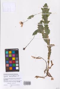 Мак снотворный L., Восточная Европа, Южно-Украинский район (E12) (Украина)