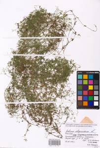 Подмаренник топяной L., Восточная Европа, Центральный район (E4) (Россия)