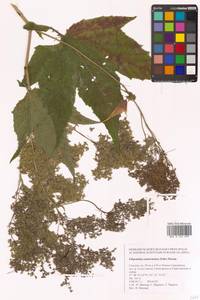 Таволга камчатская (Pall.) Maxim., Сибирь, Дальний Восток (S6) (Россия)