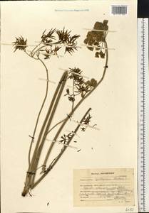 Cenolophium fischeri (Spreng.) W. D. J. Koch, Восточная Европа, Северный район (E1) (Россия)