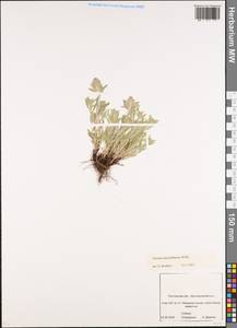 Thymus pannonicus All., Восточная Европа, Ростовская область (E12a) (Россия)