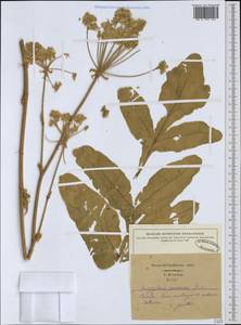 Magydaris panacifolia (Vahl) Lange, Западная Европа (EUR) (Испания)