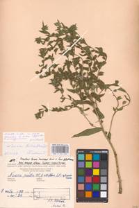 MHA 0 152 703, Нонея темная, Нонея темно-бурая (L.) DC., Восточная Европа, Средневолжский район (E8) (Россия)