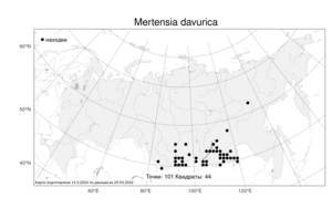 Mertensia davurica, Мертензия даурская (Sims) G. Don, Атлас флоры России (FLORUS) (Россия)
