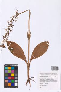 Любка зеленоцветковая (Custer) Rchb., Восточная Европа, Нижневолжский район (E9) (Россия)