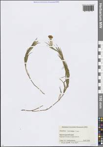 Гвоздика кавказская Sims, Кавказ, Краснодарский край и Адыгея (K1a) (Россия)