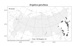 Angelica genuflexa, Дудник преломленный Nutt., Атлас флоры России (FLORUS) (Россия)