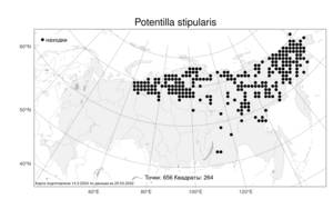 Potentilla stipularis, Лапчатка прилистниковая L., Атлас флоры России (FLORUS) (Россия)