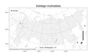 Solidago multiradiata Aiton, Атлас флоры России (FLORUS) (Россия)