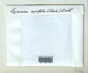 Lejeunea cavifolia (Ehrh.) Lindb., Гербарий мохообразных, Мхи - Западная Европа (BEu) (Неизвестно)