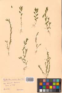 Cathetus ussuriensis (Rupr. & Maxim.) R.W.Bouman, Сибирь, Дальний Восток (S6) (Россия)