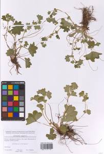 Манжетка обыкновенная L., Восточная Европа, Московская область и Москва (E4a) (Россия)