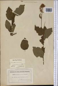 Ceanothus americanus L., Америка (AMER) (США)