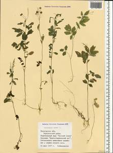 Сердечник горький L., Восточная Европа, Северный район (E1) (Россия)