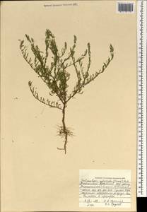Elachanthemum intricatum (Franch.), Монголия (MONG) (Монголия)
