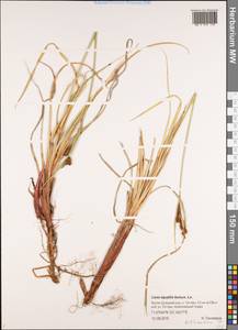 Осока водяная Wahlenb., Сибирь, Якутия (S5) (Россия)