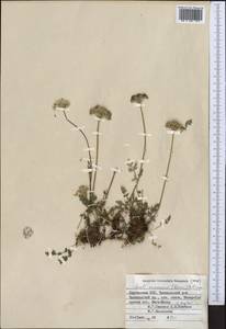 Жабрица лесная (Korovin) Pimenov, Средняя Азия и Казахстан, Западный Тянь-Шань и Каратау (M3) (Киргизия)