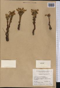 Aphyllon fasciculatum Torr. & Gray, Америка (AMER) (США)