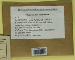 Plagiomnium cuspidatum (Hedw.) T.J. Kop., Гербарий мохообразных, Мхи - Центральное Нечерноземье (B6) (Россия)