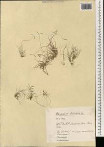 Паспалум двурядный L., Зарубежная Азия (ASIA) (Турция)