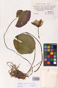 Кувшинка белоснежная C.Presl, Восточная Европа, Средневолжский район (E8) (Россия)