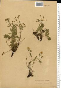 Лапчатка распростертая Willd. ex D. F. K. Schltdl., Восточная Европа, Восточный район (E10) (Россия)