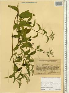 Magnoliopsida, Африка (AFR) (Эфиопия)