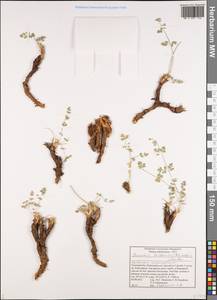 Semenovia bucharica (B.Fedtsch. ex Schischk.) Manden., Средняя Азия и Казахстан, Памир и Памиро-Алай (M2) (Таджикистан)