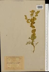 Клоповник пронзеннолистный L., Кавказ, Азербайджан (K6) (Азербайджан)