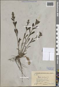 Живучка женевская L., Восточная Европа, Центральный лесостепной район (E6) (Россия)